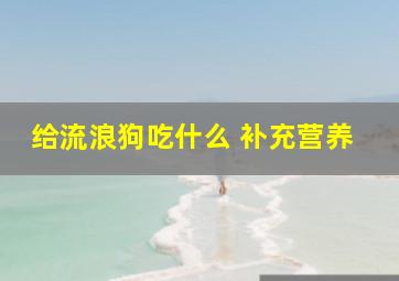 给流浪狗吃什么 补充营养